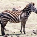 TZA ARU Ngorongoro 2016DEC23 048 : 2016, 2016 - African Adventures, Africa, Arusha, Date, December, Eastern, Month, Ngorongoro, Places, Tanzania, Trips, Year